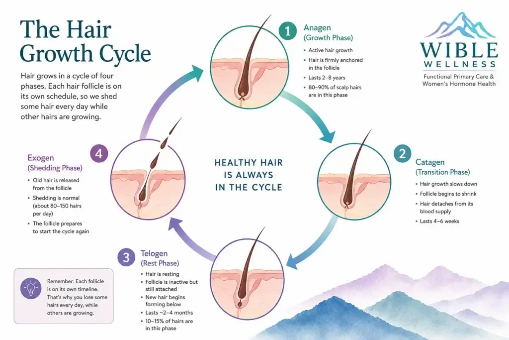 Infographic showing the four phases of the hair growth cycle: anagen (growth), catagen (transition), telogen (rest), and exogen (shedding), with illustrations of how the hair follicle changes during each stage.